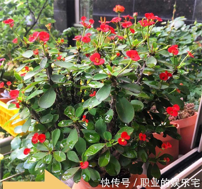 不易“养死”的13种花，独特有格调，好养又漂亮，新手养花首选