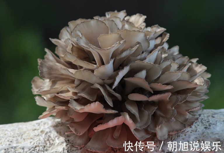 抗癌|它被日本人称“抗癌之王”,你知道在中国它叫什么吗很少人知道