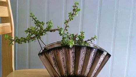 想养盆景就选“它”,一根“小枝条”,变成大“盆景”,只需一年
