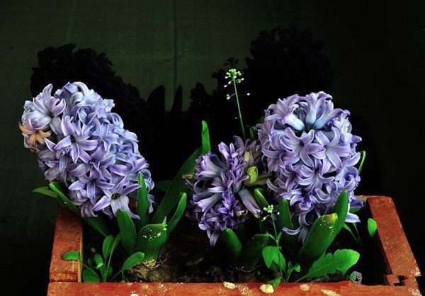 一树多色花,四季开不断,漂亮又好养,此款盆栽花卉,很值得栽培