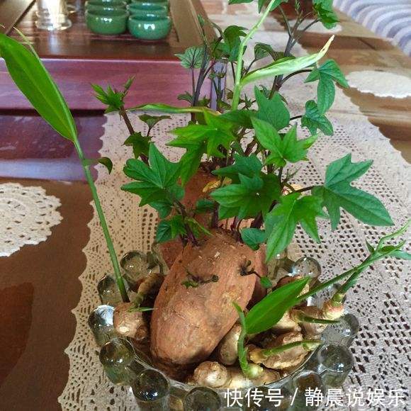 养殖|冬天怎能缺的了“它”,扔在水里还能发芽,几月就能长成老桩