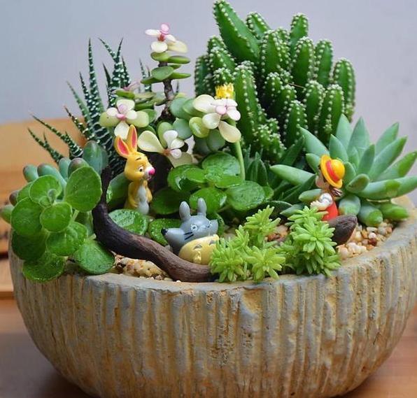 养多肉,一到夏季就徒长、黑腐、化水谨记3点保管枝叶繁茂