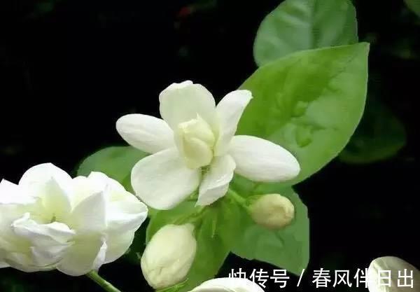 睡眠质量|卧室有一盆这样的绿植,再也不担心失眠了