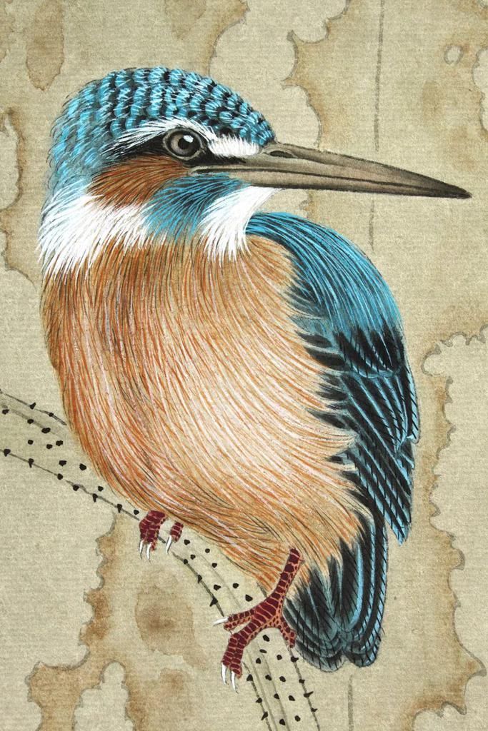  分染|龚雪青《翠鸟》设色步骤