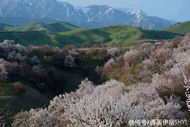 霍城大西沟花海拍摄记