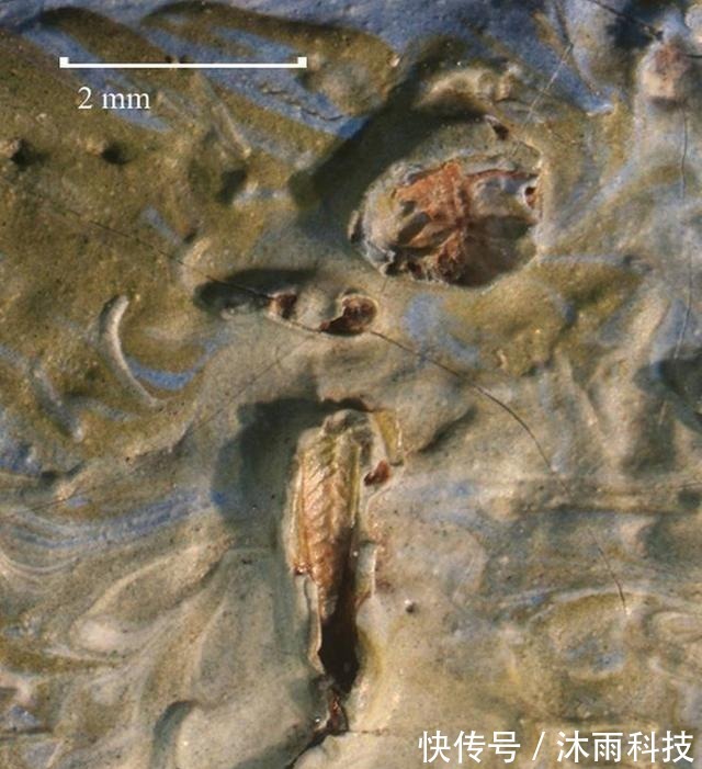 蚱蜢!梵高作品发现128年前蚱蜢,网友:潜伏了这么久,还是被发现了