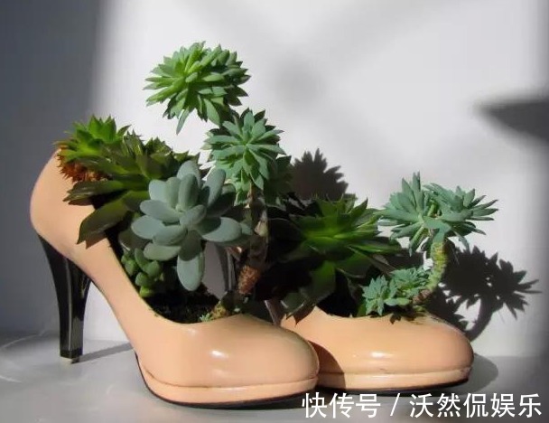 1物|花盆不用买随手拿“1物”，放点土进去，比买的花盆还好看！