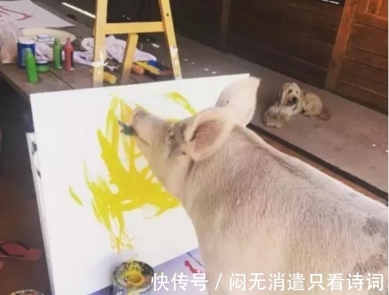 小猪&全球唯一会画画的猪,作品卖几万,猪界毕加索,网友:人不如猪