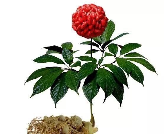 金不换|被前人誉为“金疮药”,更是中药里治心脑血管疾病的良药