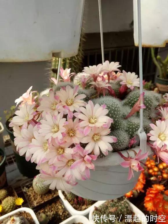 3种仙人球,就像“开花机器”,一开上百朵,个个了不起!