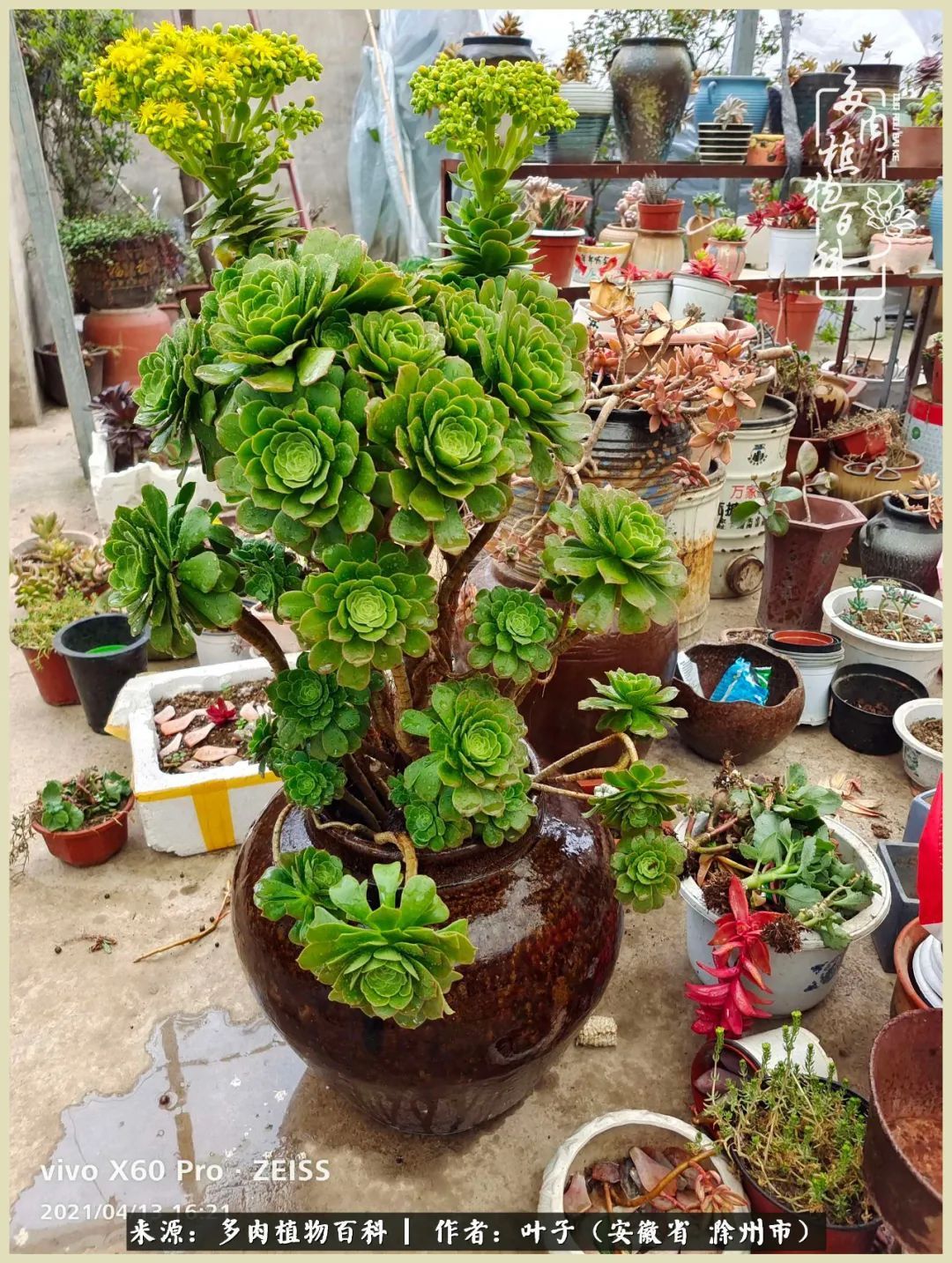 多肉相伴的美好时光，对多肉已是痴迷入骨！