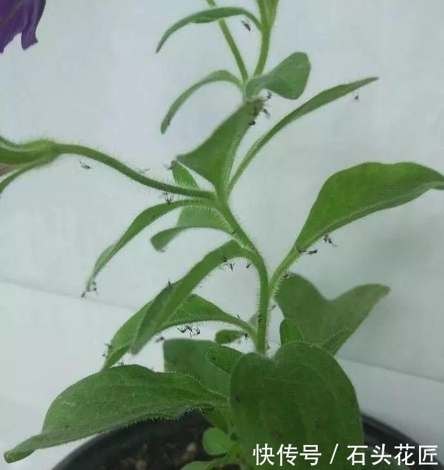 中招|冬天做“2件错事”,花盆里飞出“小黑飞”,你中招了吗?