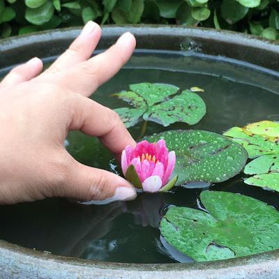在家里怎么养睡莲一个破盆就够了,开花比头还大!