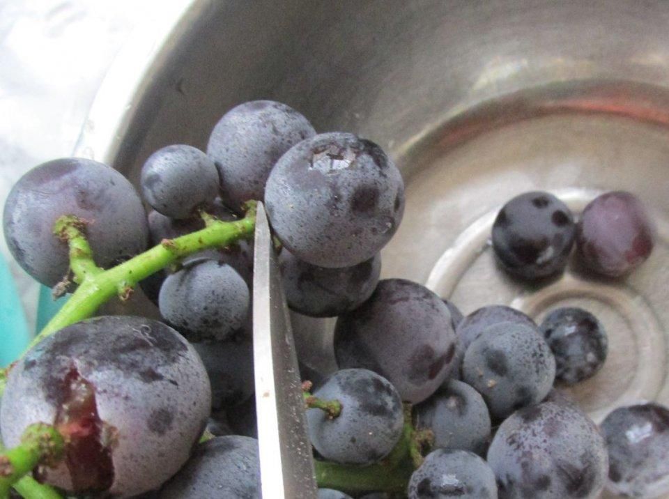 秋后|秋后这水果要多吃,多1步营养更高,滋补养人常吃40岁还是少女脸