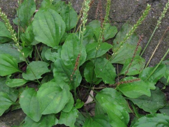 尿酸|尿酸的“冤家”找到了，常用4物泡水喝，平衡尿酸，痛风或不来扰