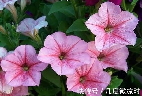 新手|几款花好养又漂亮,一养就上瘾,对待新手很友好