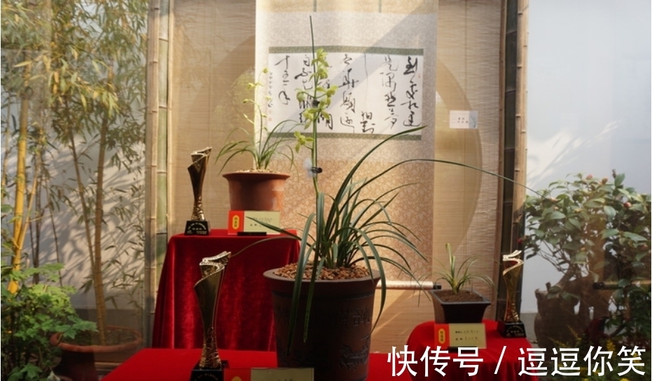 兰花|价值700万元的素荷，堪称花中极品，为何如此珍贵？一起来看看