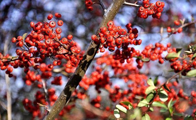 肝脏|60岁大爷肝受损，每天坚持吃猪肝养肝，4个月后，现在怎么样了？