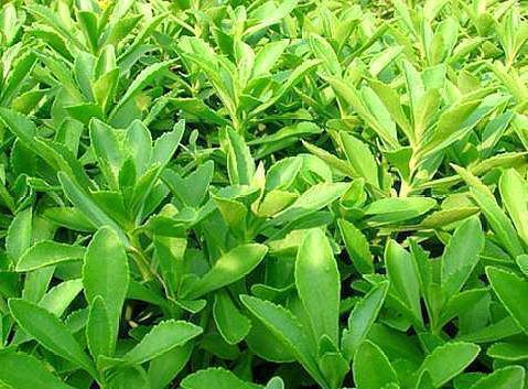 消失|7种农村快要消失的美食,你见过,不一定吃过哦