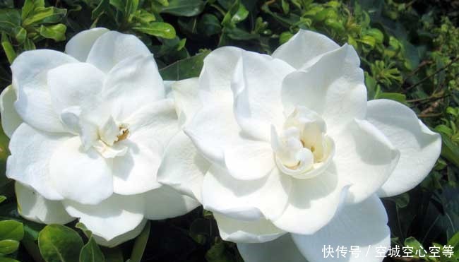 喜欢养护花卉,就在家中春季养护3种花卉,花朵层层叠叠,美极了