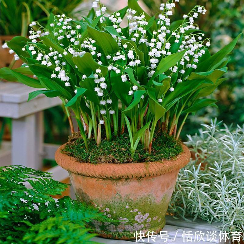 花开惊艳的8种“大毒花”,连叶片都带毒,家里若养着,光看别动