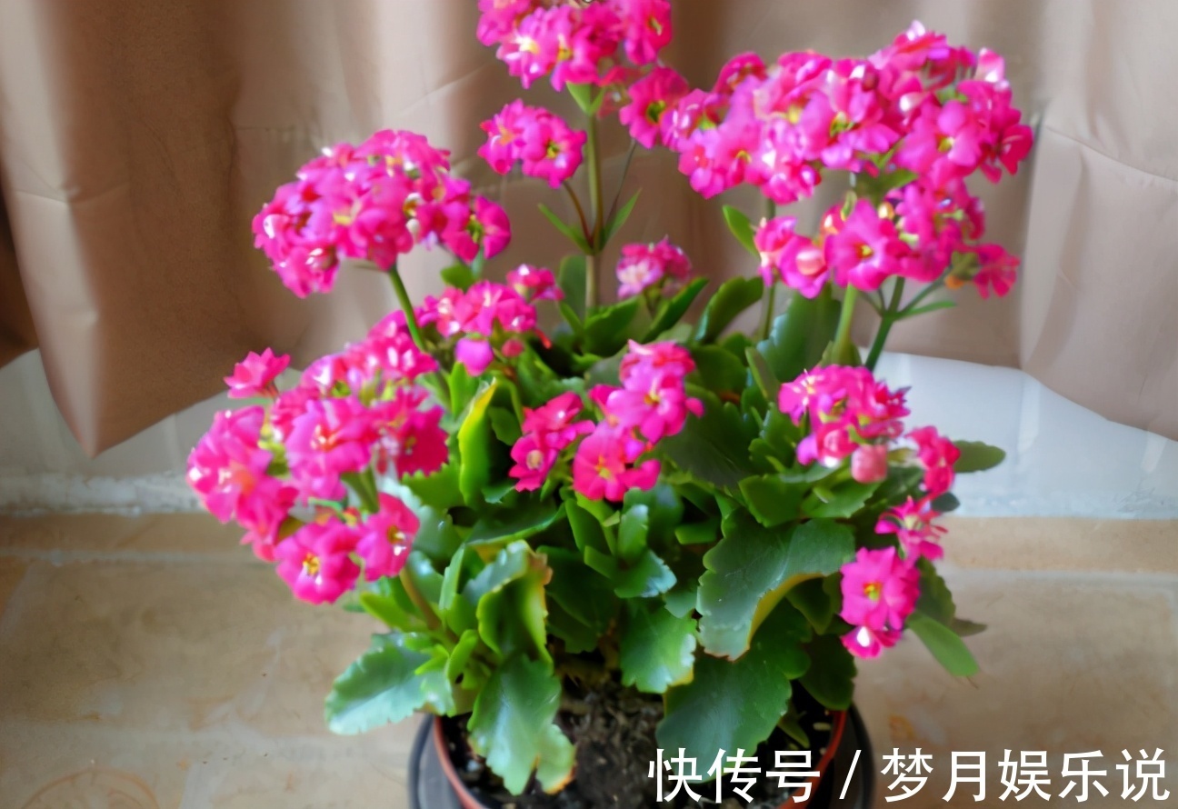 将蛋壳直接倒扣在土壤里养花,光招虫没肥效,做错了吗?