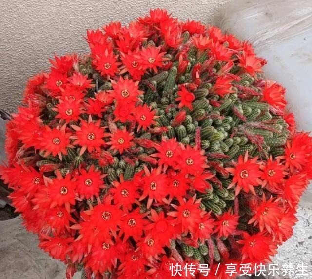 8种镇宅花,窗户边养一棵,霸气又镇宅!