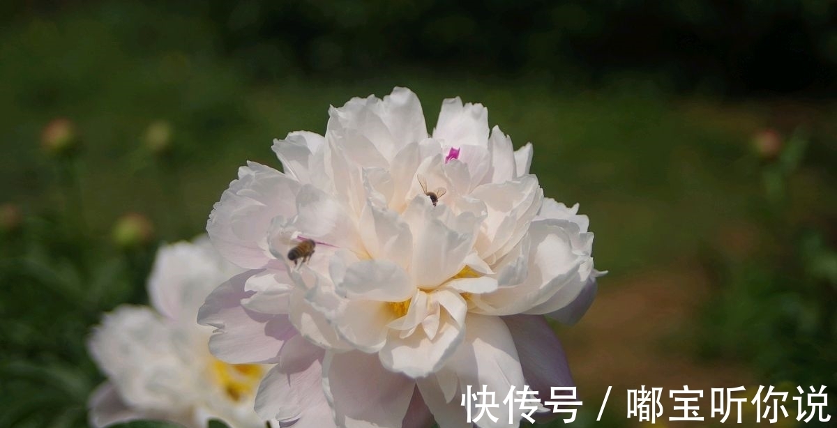 金大业&为花长把新春恨。辛弃疾作于立春日的一首蝶恋花,值得欣赏