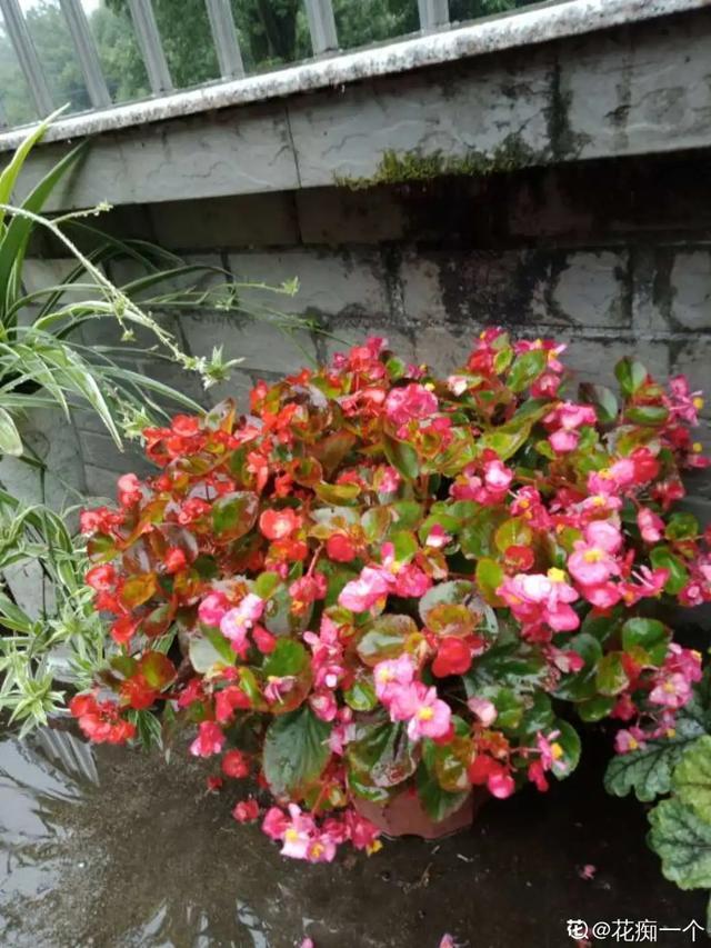 想要家里四季花开，这20种花，连续能开300天，完全不歇气