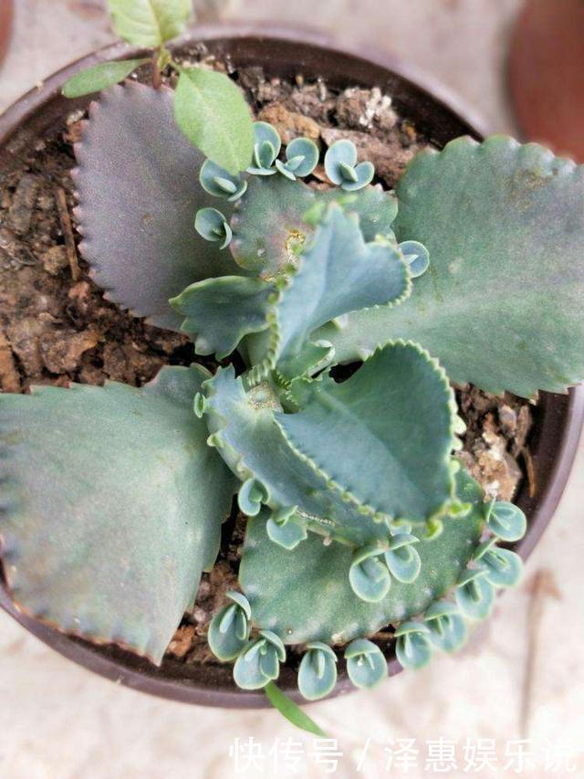胧月|多肉萌新养这几种，不用打理就能活，省心省事颜值不低