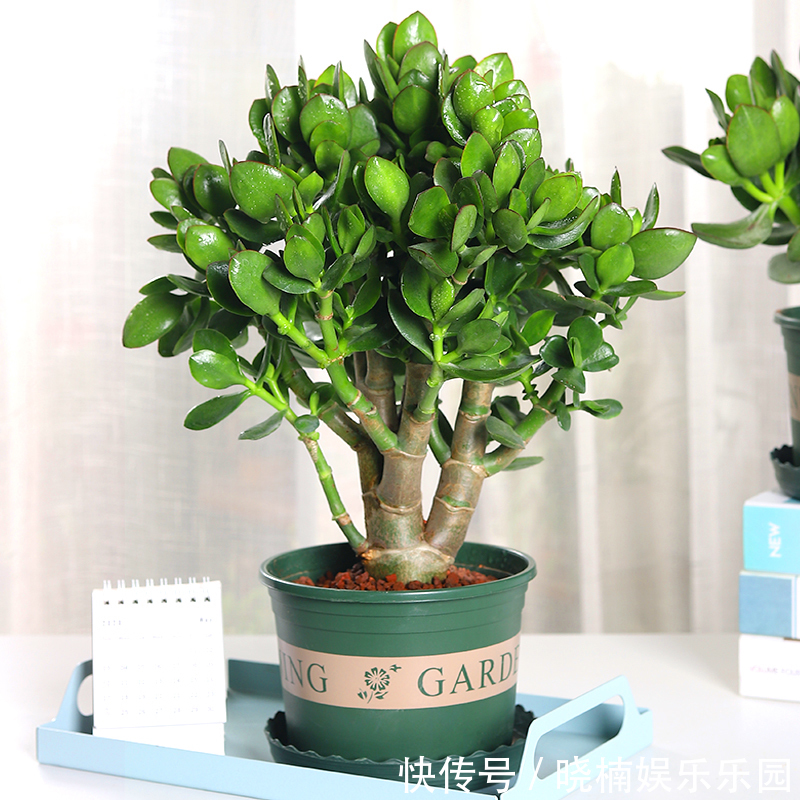 客厅见树,后代富足,7种“吉利树”,随便养一盆,养人又旺家