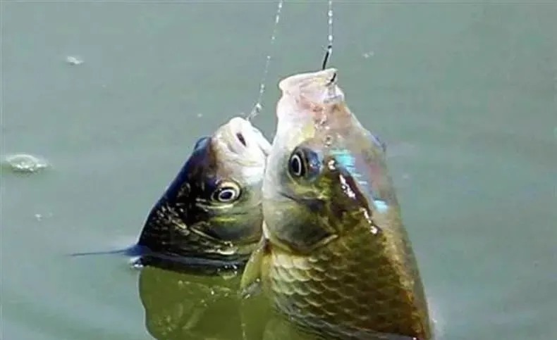 入冬后钓鲫鱼的黄金公式!在什么地方都能用,20年钓鱼人的经验