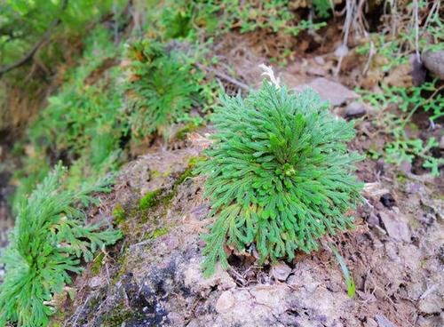 回乡后，若见到山坡上这一植物，请不要犹豫，带回家就好