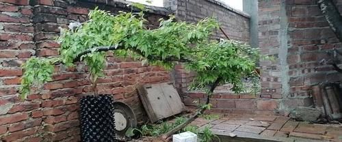 1年回不了家，盆栽怎么办？