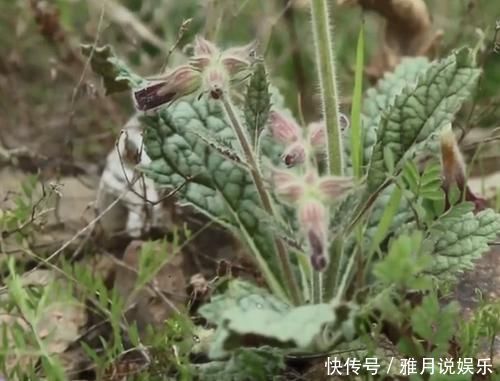 农村一种滋养肝肾的药材,妹子挖出根部直接吃,味道清甜如萝卜