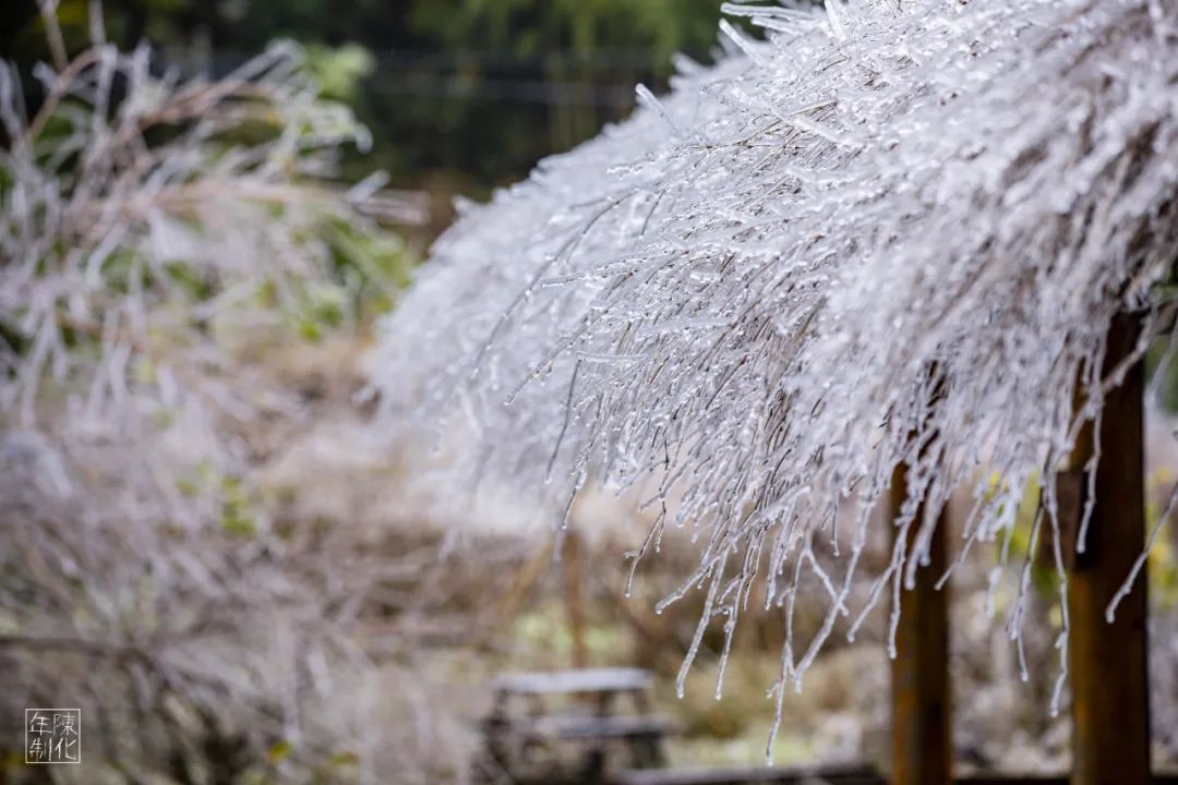 庆元县|不是初雪，胜似初雪，庆元雾凇，宛若仙境！