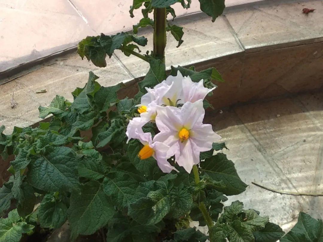 阳台养这10种菜,长得快、结果多,全家都够吃!