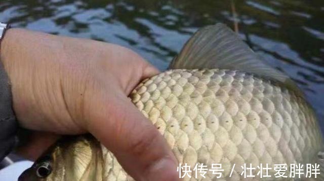 后泡|夏季野钓鲫鱼,麦粒这样用,小鱼闹窝也能钓到大板鲫!