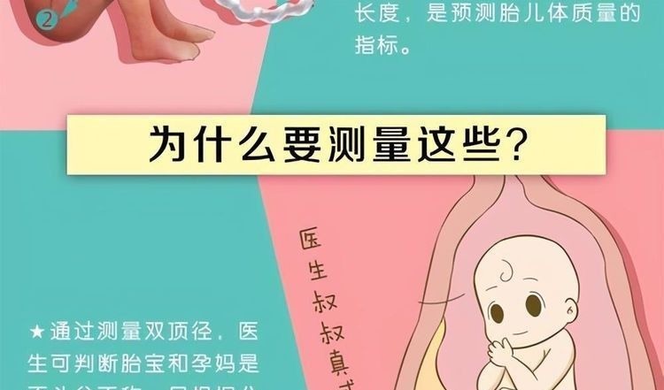 双顶径|双顶径看男女：头小腿长是女孩，头大腿短是男孩？