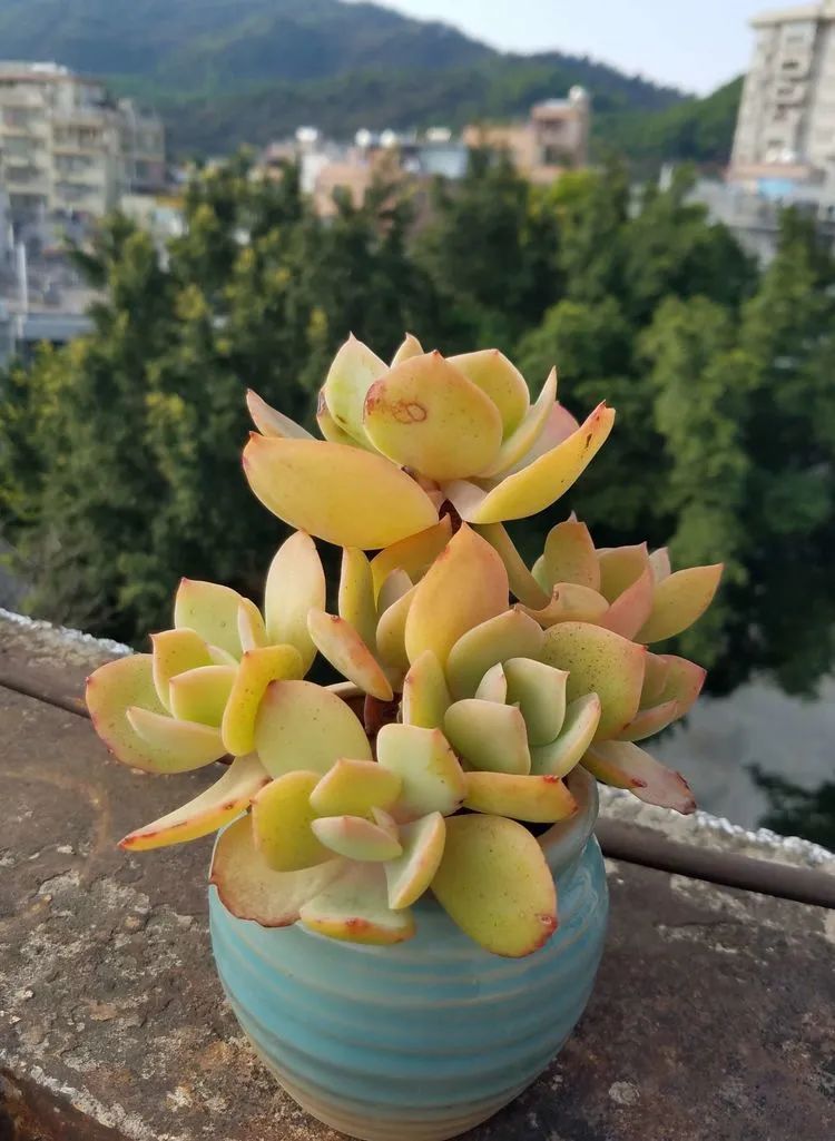 养肉三年,分享养肉经验,谈谈适合逆开挂区的多肉!