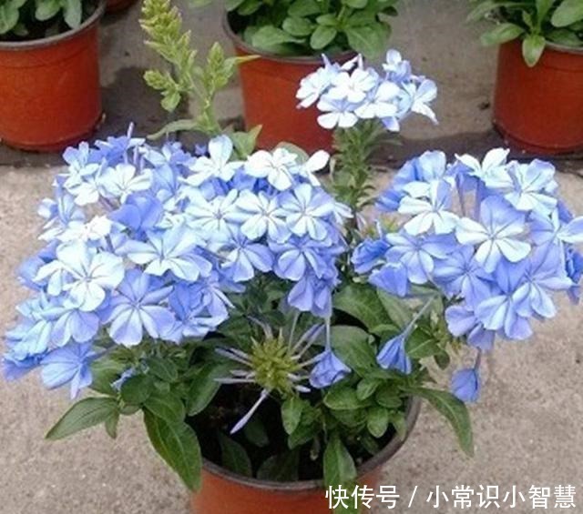 生活中常见的这5种花,看到“开蓝花的”,千万别买,都是骗人的!