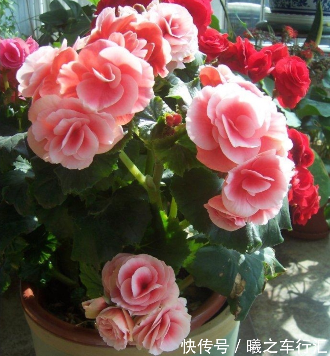 天气越来越热，6种花很怕晒太阳，赶紧给它们遮阴