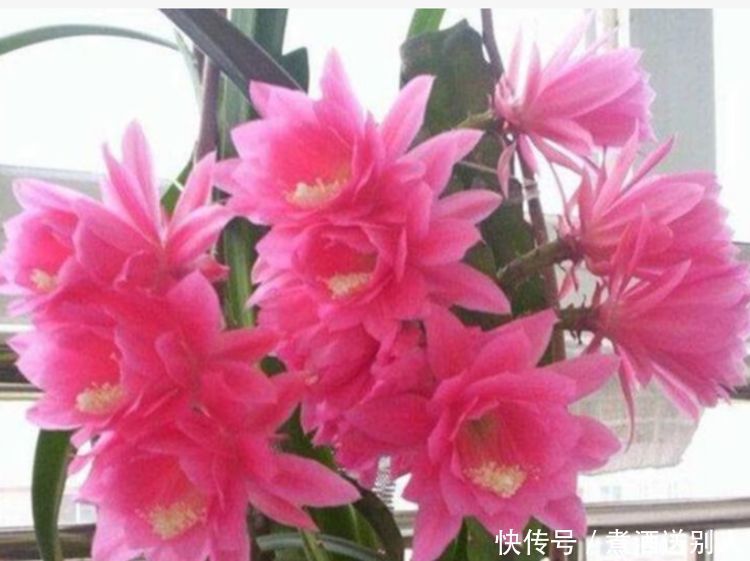 4种香水花，开花漂亮、花期长，浇水就疯长，开花爆盆很容易