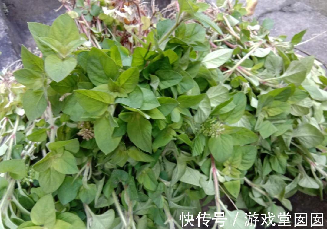 6种香草盆栽，掐个叶子就能吃，味道清香四溢！