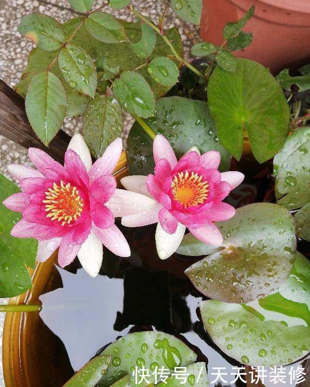 大水缸里面种花,花长得更健壮,养家里就是传家宝!
