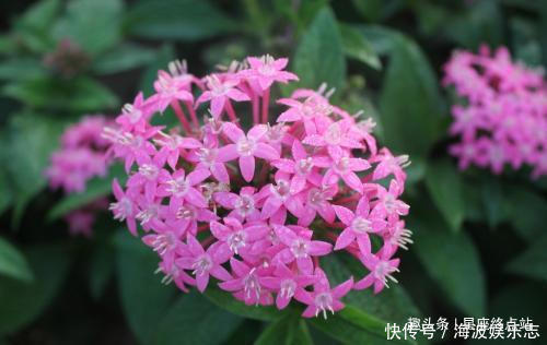 生肖|情商出众,长得也很漂亮,一生好命还备受宠爱的四大生肖女