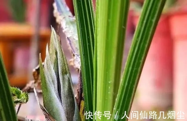 寒露时节,如何管理兰花?只需一个小技巧,花苞更健壮开花更香