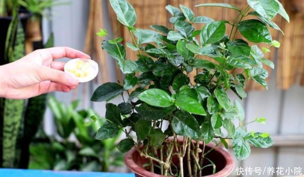 光照|夏天养2种花,花后要及时修剪,剪得越勤开花越多