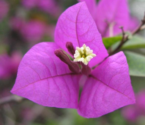 新手|老花匠“折磨”花有心得,花苞蹭蹭冒出来,不费心思新手都能操作