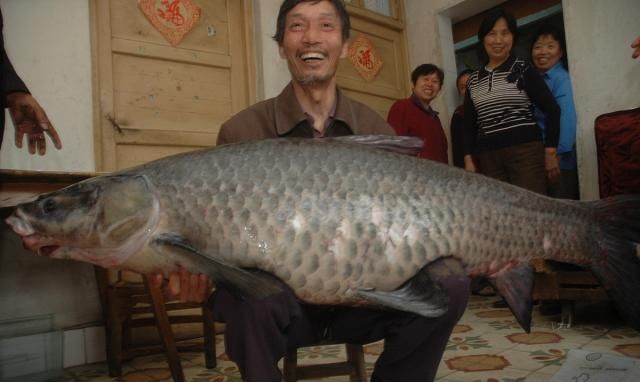 青鱼的“悲哀”：衔着宝石的明星鱼，却因野蛮生长而沦为“废柴”